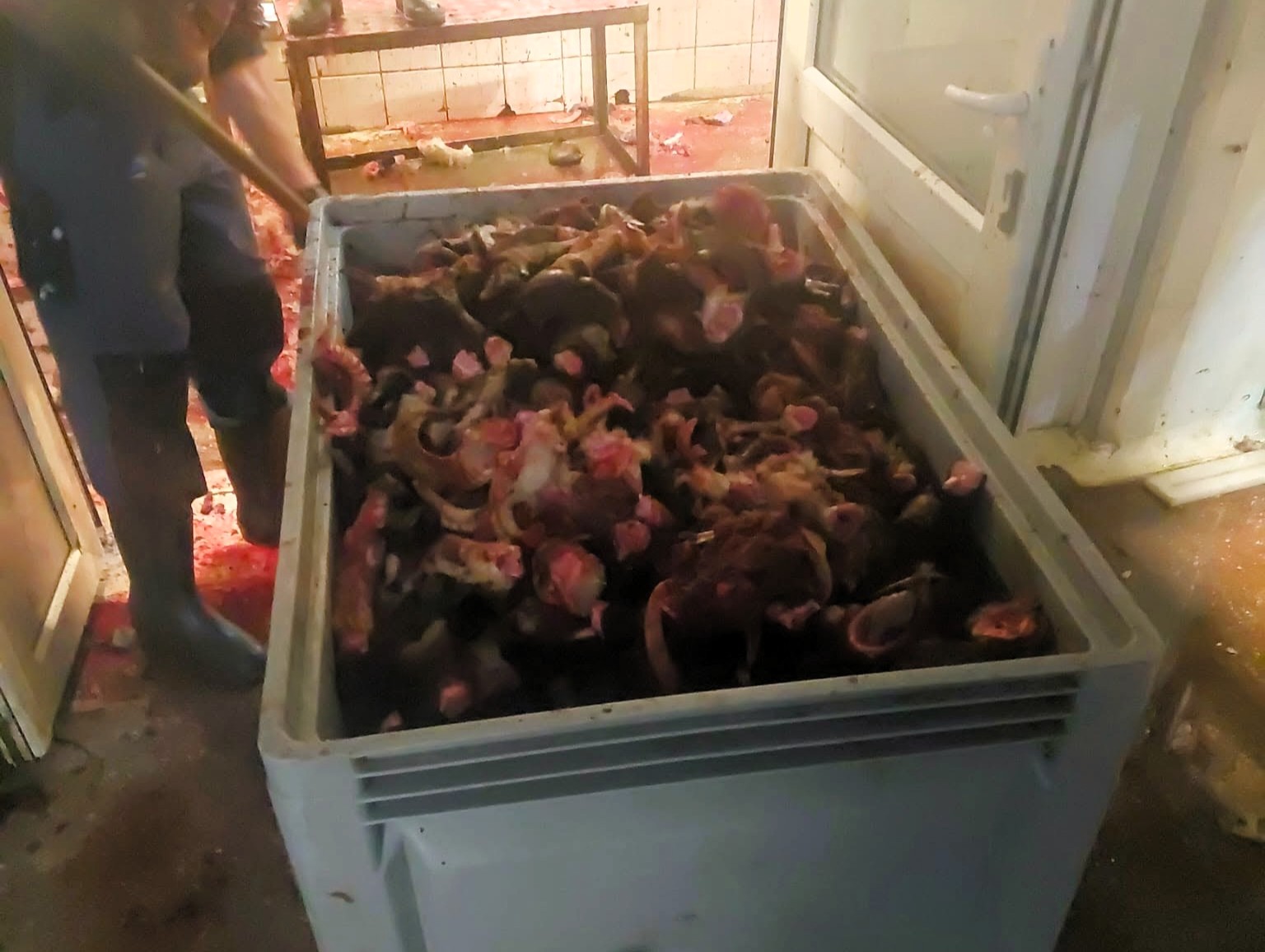 A Környezetőrség által az ellenőrzés során készített felvétel. A hatóság szerint a képen látható állati melléktermékek a vágóhíd erre kijelölt „piszkos zónájában” voltak.