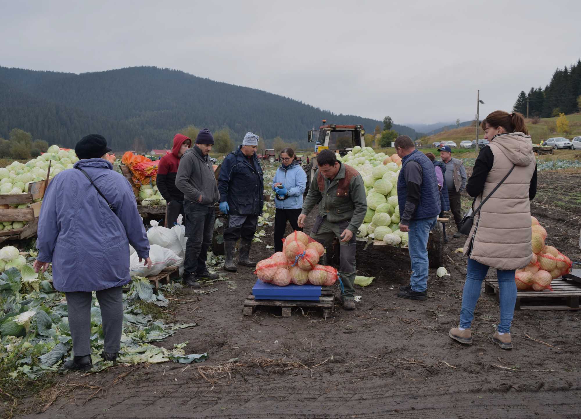 M&eacute;rik, fizetik, viszik. A dűlőből egyenesen a hord&oacute;kba v&aacute;ndorolnak a fejek. K&eacute;sz&uuml;lhet a savany&uacute;k&aacute;poszta, a t&eacute;li &uuml;nnepekre meg&eacute;rik.