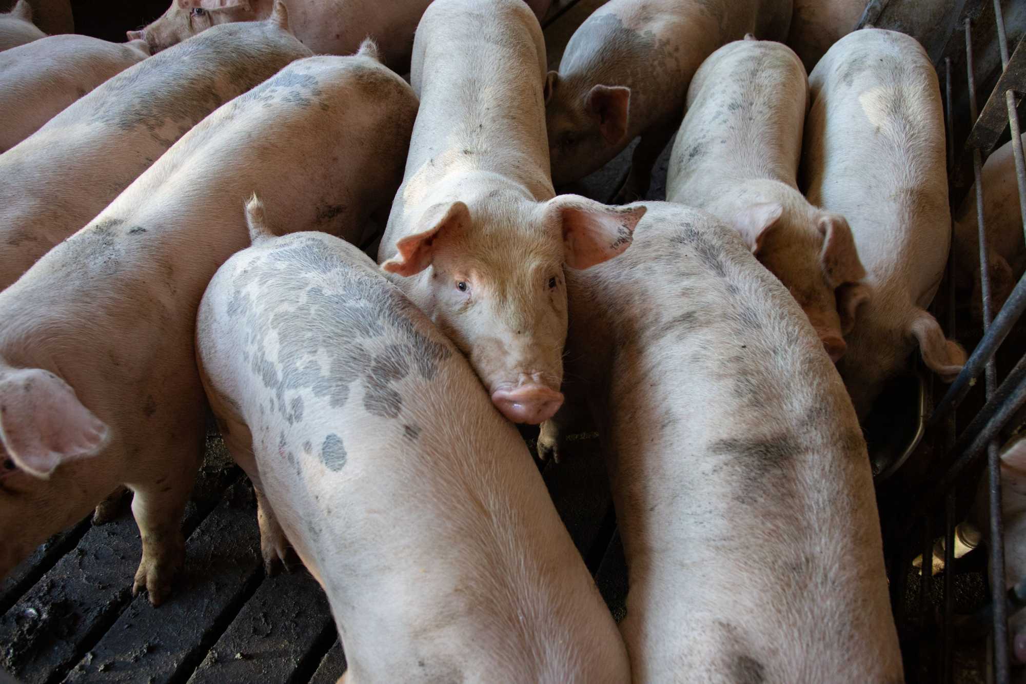 Hargita megyében főként disznó- és szarvasmarha-húst ellenőriznek a vágóhidakon és feldolgozókban.