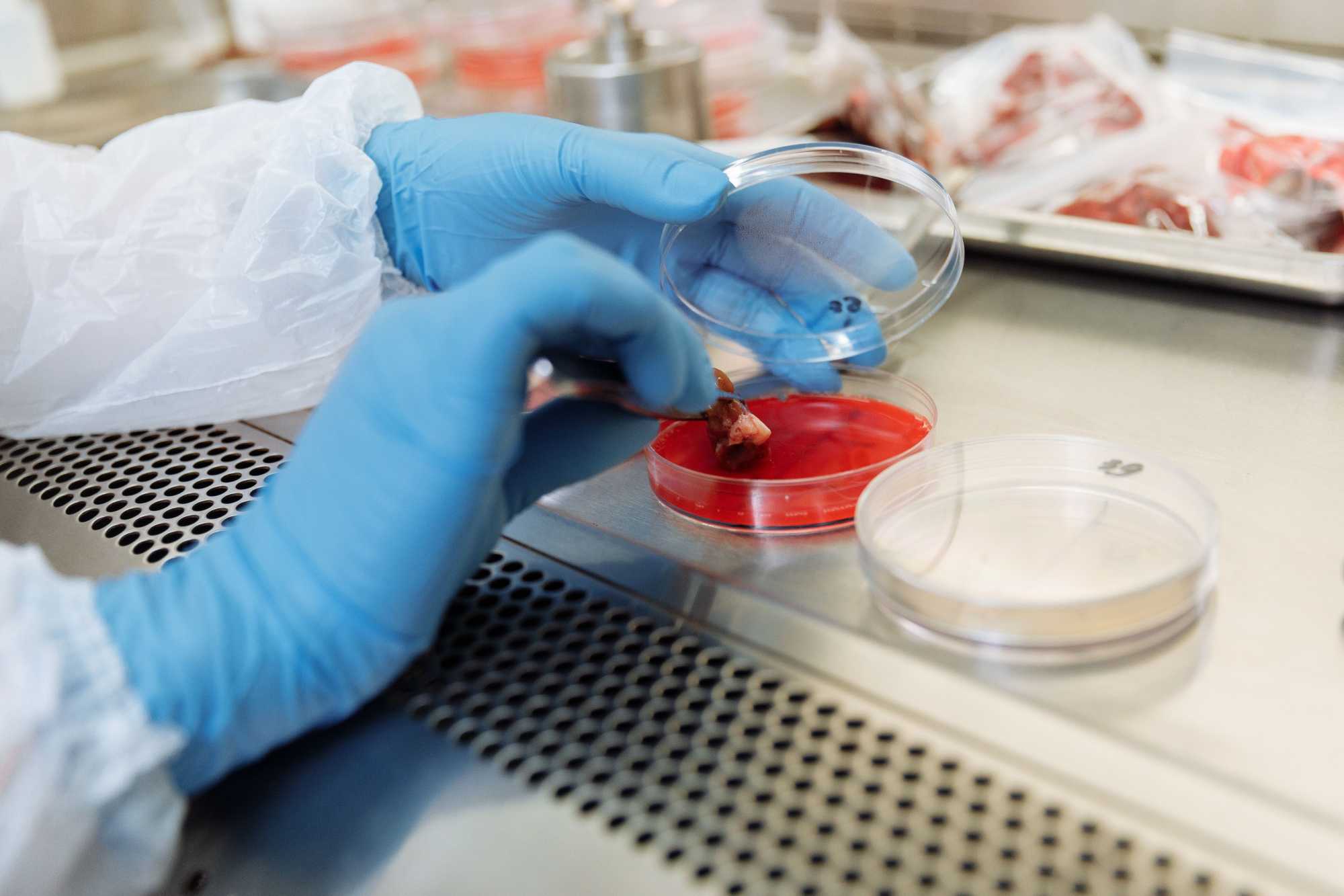 A hatóság laboratóriumokba küldi a húsmintákat.