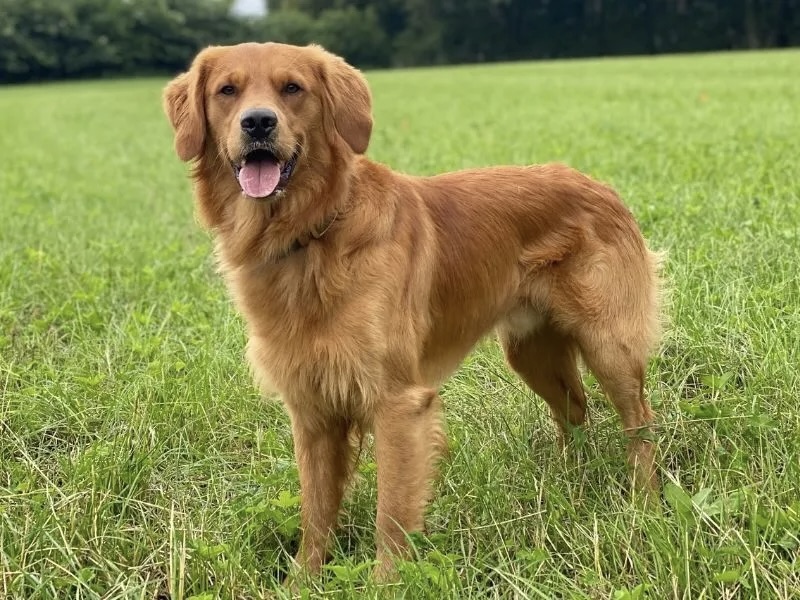 Golden retriever | Fotó: borrowmydoggy