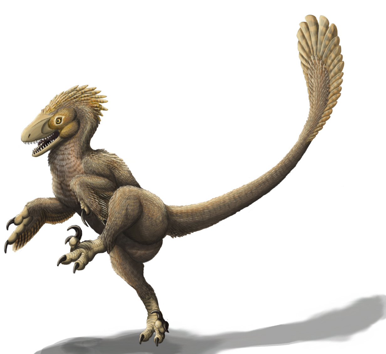 A Csiki-Sava Zoltán által leírt balaur bondoc | Fotó: Wikipedia
