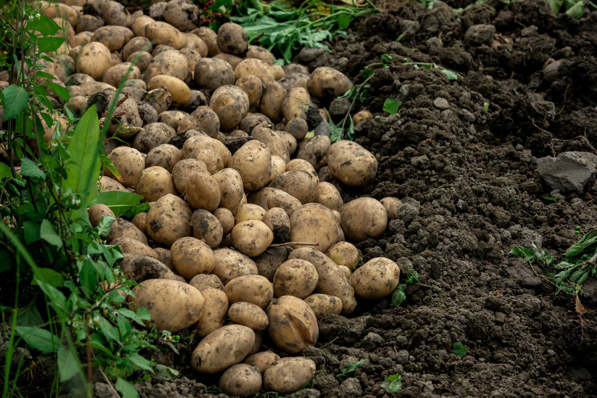 Megfelelő időszakban voltak az esőzések | Illusztráció: Unsplash