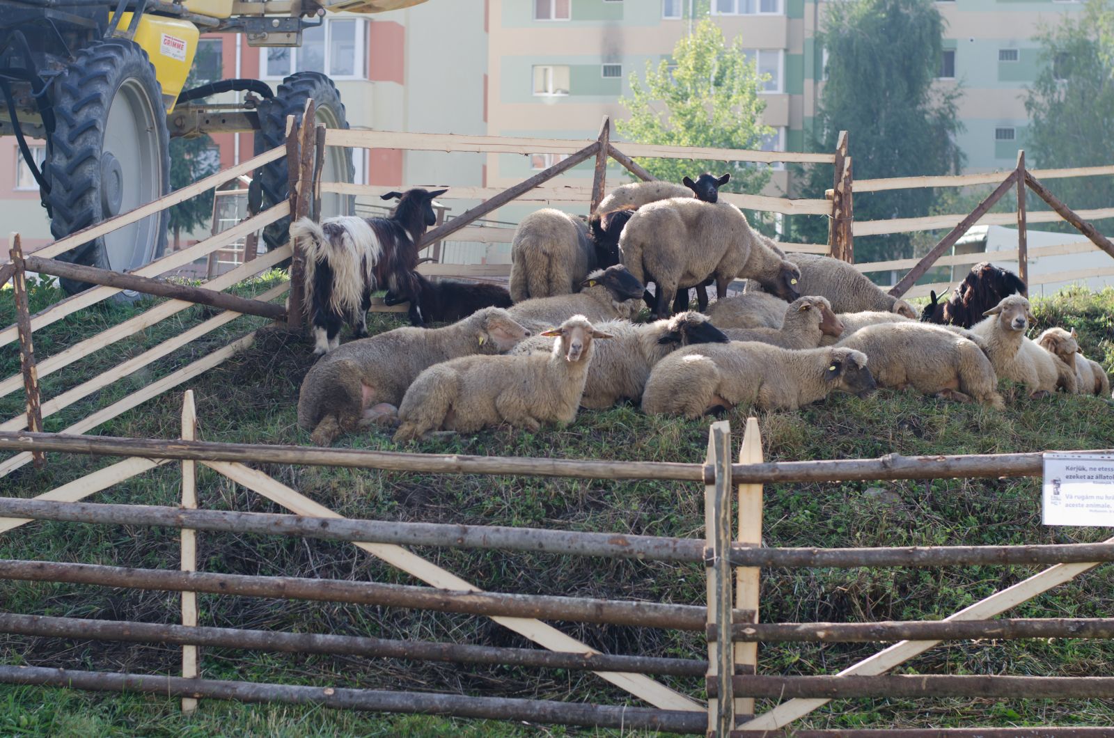 A minikarám mellett vannak pónik, lovak, kismalacok, gidák, kacsák is - utóbbiak egy karámban nézelődnek a népes látogatóseregre.