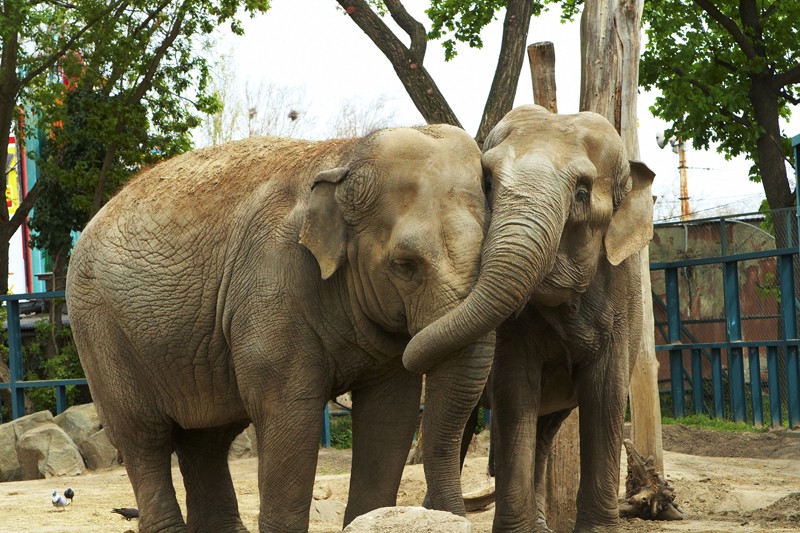 elefantok