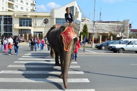 elefantparade