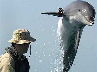 delfinkameraval