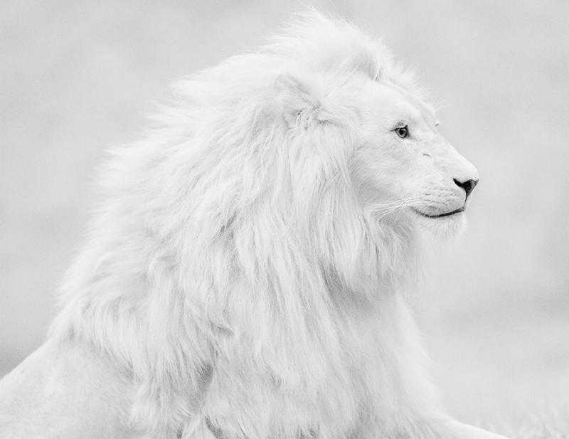 albínó oroszlán