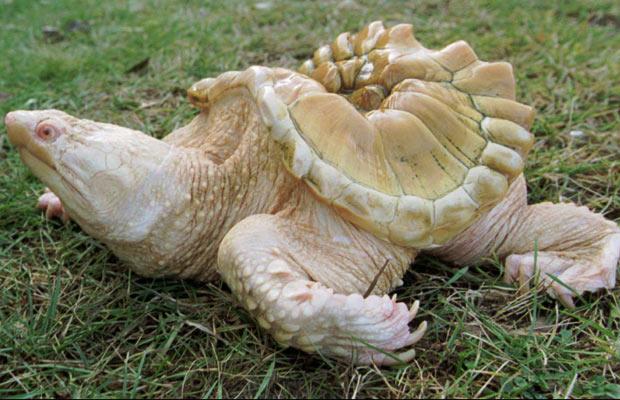 albínó teknősbéka