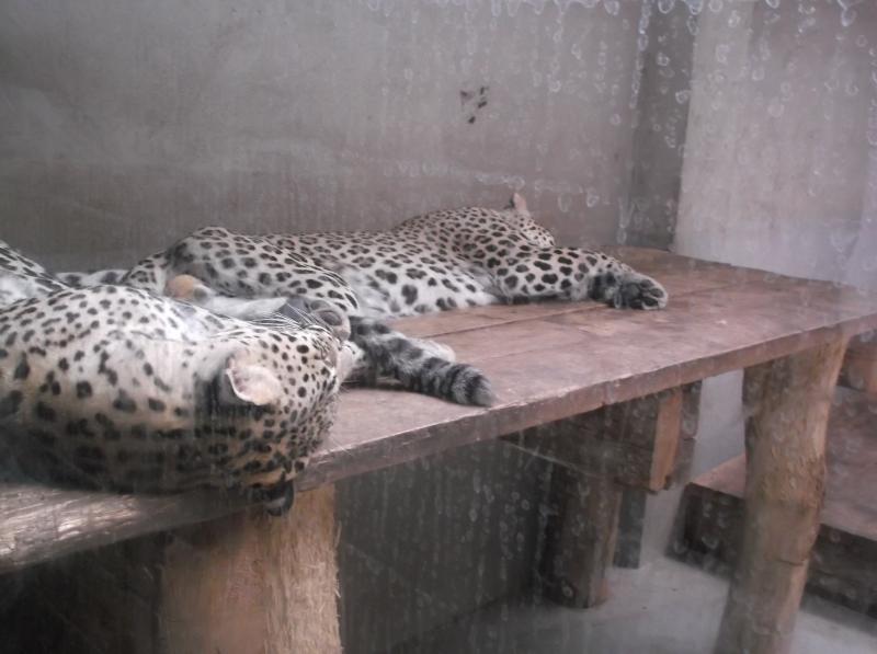 Délutáni pihenőn a leopárdok