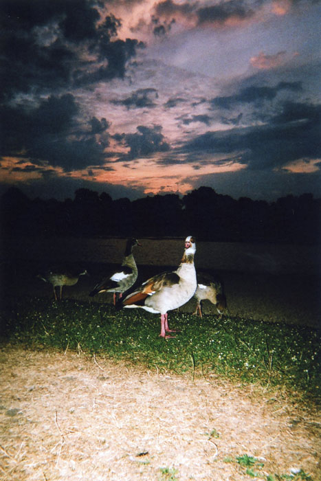 Royal Geese Sunset, Kensington Gardens, by Maciek Walorski.