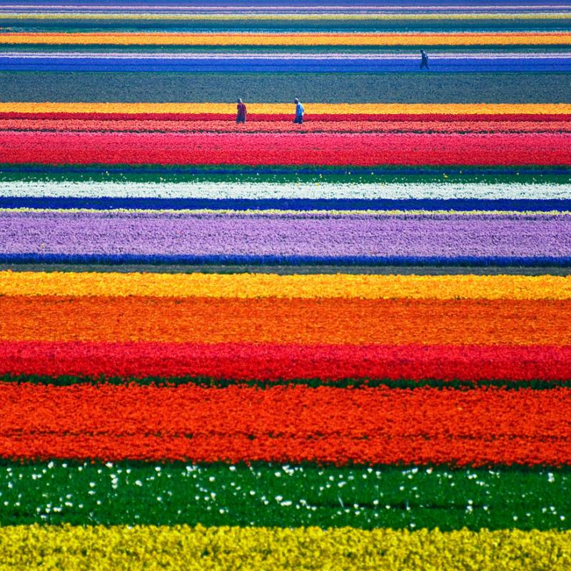 Tulipánmező Hollandiában
