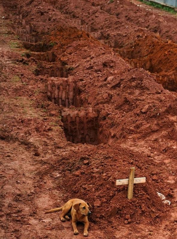 Gazdája sírját óvja egy kutya a 2011-es brazíliai földcsuszamlások után.