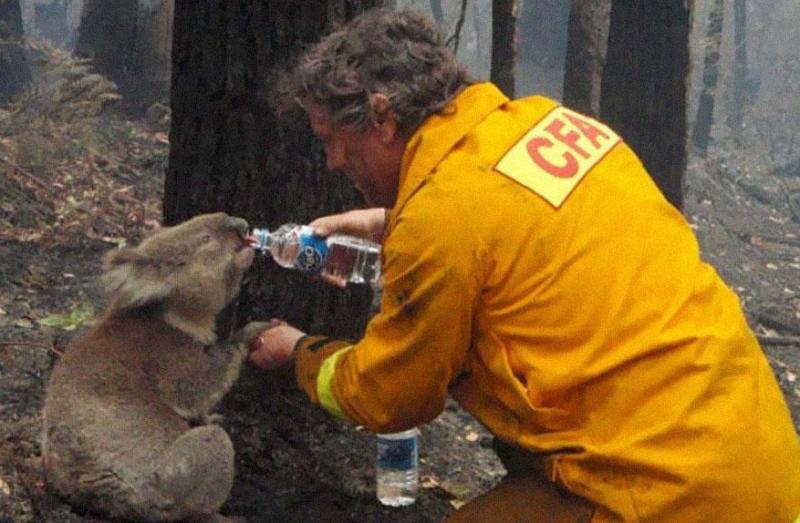 Egy koala vizet iszik a 2011-es ausztráliai bozóttüzek után.
