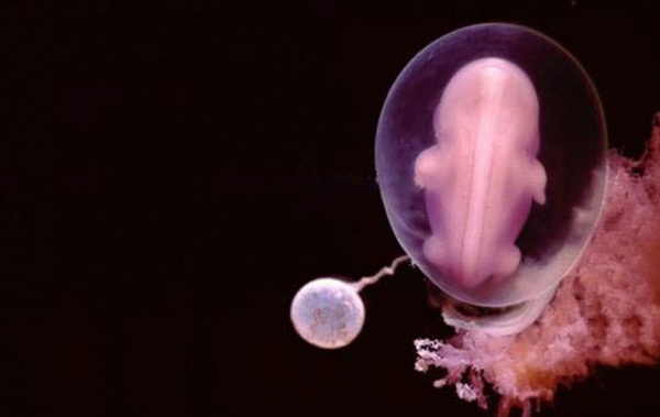 Így néz ki az embrió a megtermékenyítéstől számított 28-ik napon