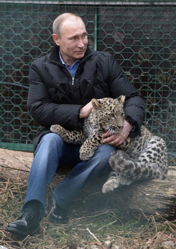 Vlagyimir Putyin orosz államfő is már Szocsiban van és minden alkalmat megragad arra, hogy magabiztosságával megnyugtassa a terrorveszélytől tartókat. Itt épp a Szocsi Nemzeti Parkban játszadozik egy leopárdkölyökkel.
