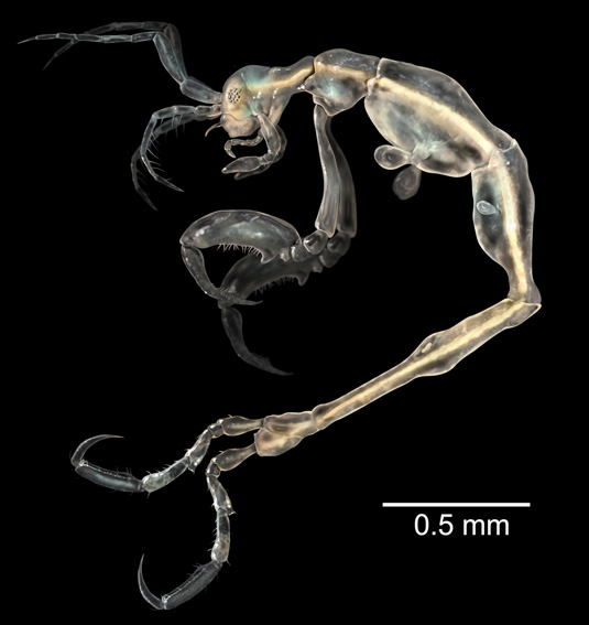 Csontvázgarnéla (Liropus minusculus)
