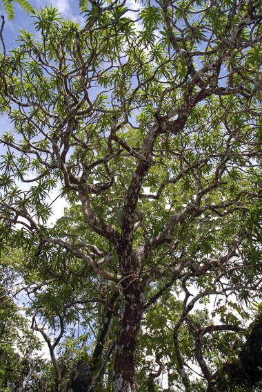 Thaiföldi sárkányfa (Dracaena kaweesakii)