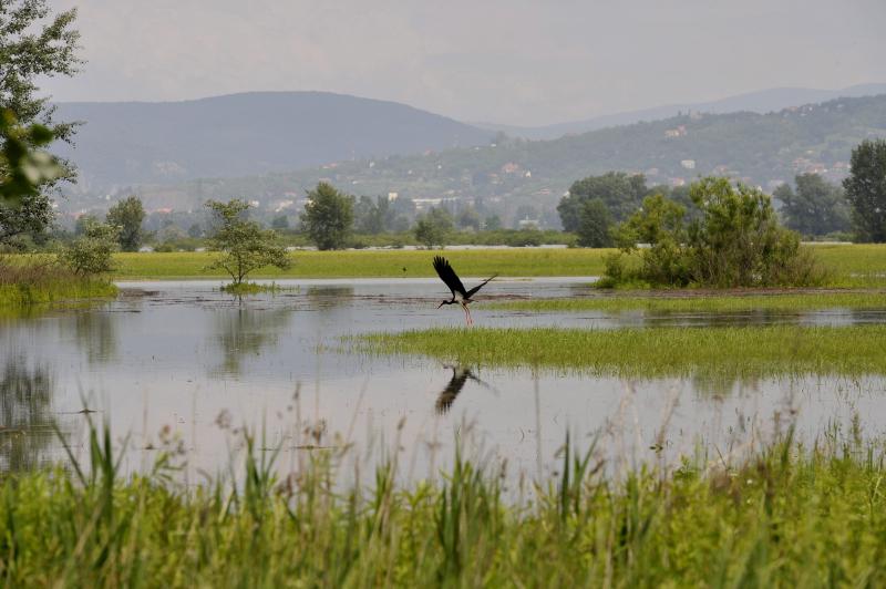 Egy fekete gólya az áradó Duna által elöntött legelőn Esztergom határában