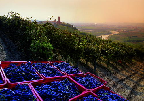 Az olaszországi Piemonte szőlővidéke