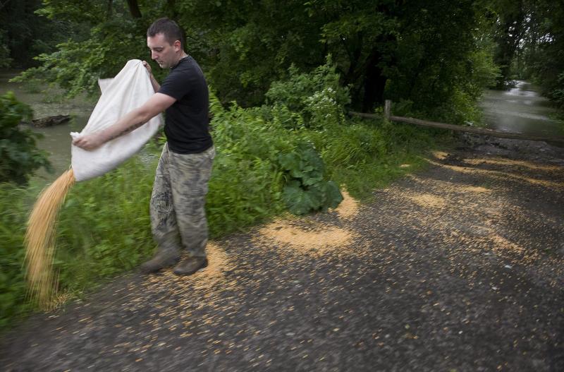 Karácsony Tibor kukoricát szór ki az 55-ös főút melletti átjáróra Pörböly határában 2013. június 10-én, hogy a megáradt Duna miatt elöntött ártéren rekedt állatokat a védett területek felé vezessék.