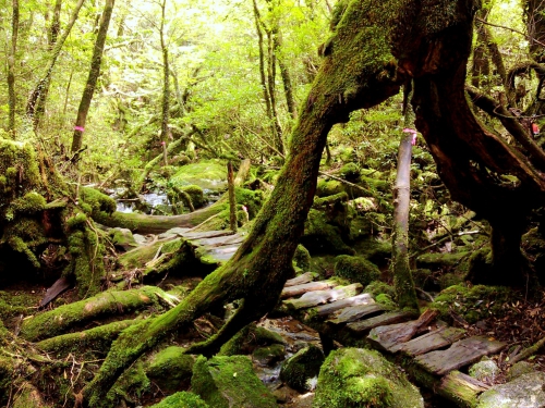 A yakusimai erdő (Japán)
